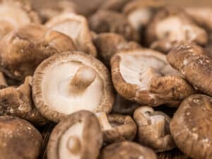 Grossiste substrat champignon shiitaké pour exportation